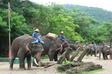 maetang_elephant_camp035